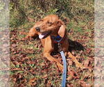 Small #1 Redbone Coonhound