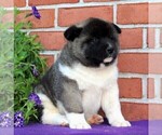 Small Photo #8 Akita Puppy For Sale in DRUMORE, PA, USA
