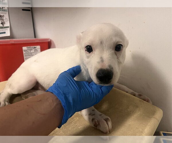 Medium Photo #1 Mutt Puppy For Sale in Corona, CA, USA