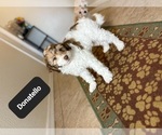 Small #6 Poovanese
