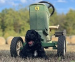 Small Photo #3 Aussiedoodle Miniature  Puppy For Sale in GARLAND, KS, USA