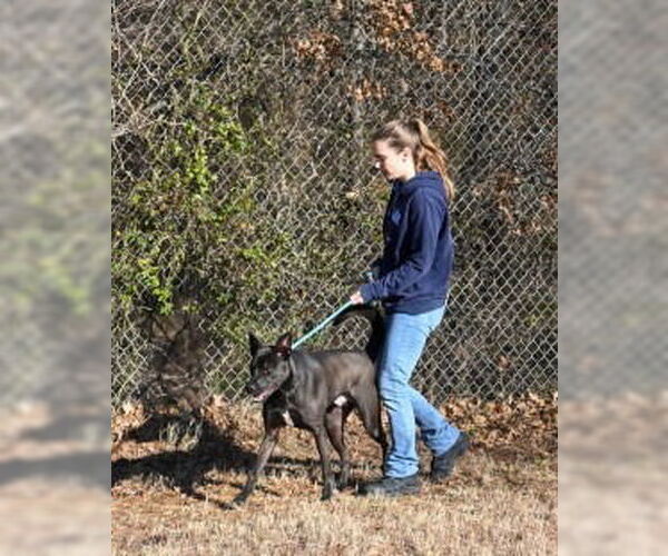 Medium Photo #5 Labrador Retriever-Unknown Mix Puppy For Sale in Glen Allen, VA, USA