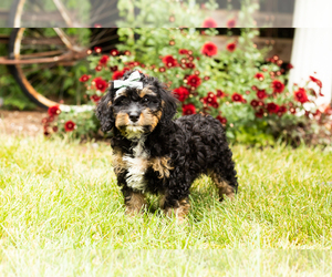 Miniature Bernedoodle Puppy for sale in TOPEKA, IN, USA