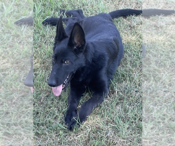 Medium Photo #6 German Shepherd Dog Puppy For Sale in WACO, TX, USA