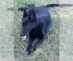Small #5 German Shepherd Dog