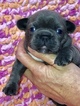 Small Photo #6 French Bulldog Puppy For Sale in COURTLAND, AL, USA