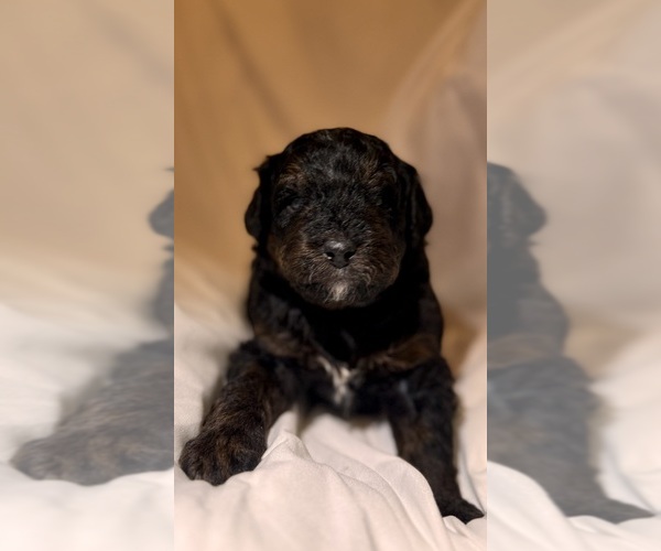 Medium Photo #101 Miniature Bernedoodle Puppy For Sale in AUBURNDALE, FL, USA