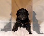 Small Photo #101 Miniature Bernedoodle Puppy For Sale in AUBURNDALE, FL, USA
