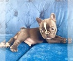 Small Photo #1 French Bulldog Puppy For Sale in SEATTLE, WA, USA