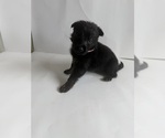 Small #5 German Shepherd Dog