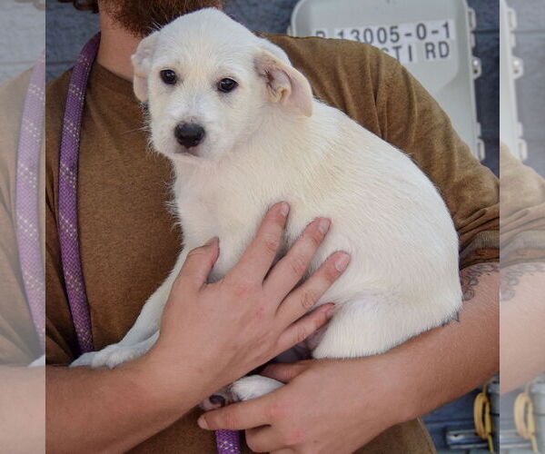 Medium Photo #2 Mutt Puppy For Sale in Huntley, IL, USA