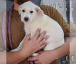 Small #1 Mutt