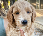 Small Photo #6 Goldendoodle Puppy For Sale in SAN ANTONIO, TX, USA