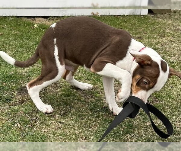 Medium Photo #7 Mutt Puppy For Sale in Oak Bluffs, MA, USA