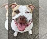 Small #12 American Staffordshire Terrier Mix