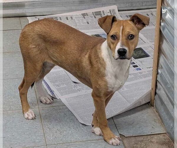 Medium Photo #4 Mutt Puppy For Sale in Anniston, AL, USA
