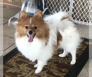 Pomeranian Puppy for sale in ROGERSVILLE, MO, USA