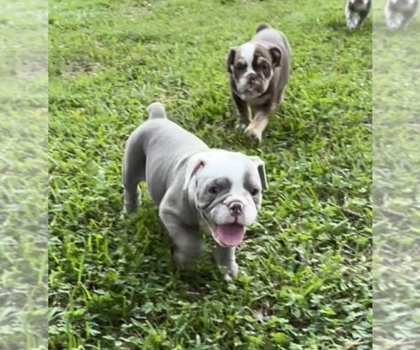 Medium Photo #10 Olde English Bulldogge Puppy For Sale in ADAMSVILLE, AL, USA