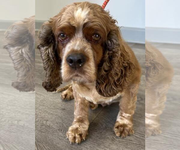 Medium Photo #2 Cocker Spaniel Puppy For Sale in Westminster, MD, USA