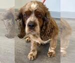 Small #1 Cocker Spaniel