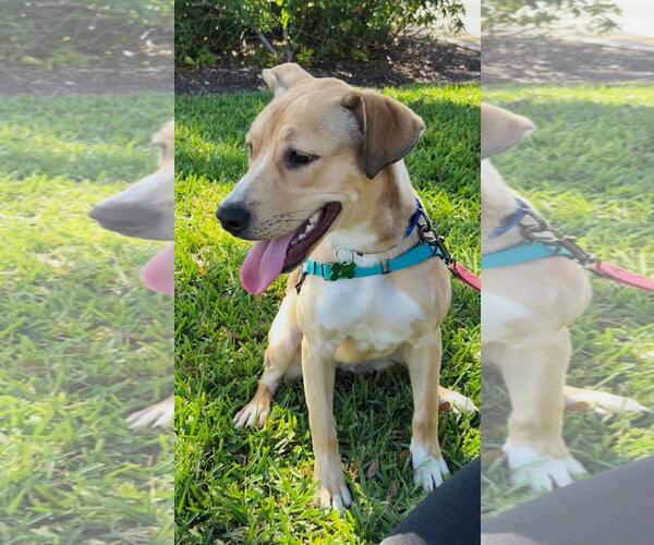 Medium Photo #5 Mutt Puppy For Sale in Pompano Beach , FL, USA