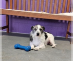 Small Cairn Terrier Mix