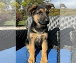 Small Photo #7 German Shepherd Dog Puppy For Sale in PITTSBURGH, PA, USA