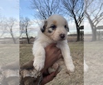 Puppy Jewel Australian Shepherd