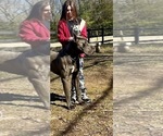 Small Photo #1 Great Dane Puppy For Sale in BEAVERDAM, VA, USA