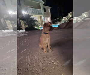 Titto - Male Chiranian Dog for Adoption - Photo #14