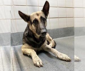 German Shepherd Dog-Unknown Mix Dogs for adoption in San Antonio, TX, USA