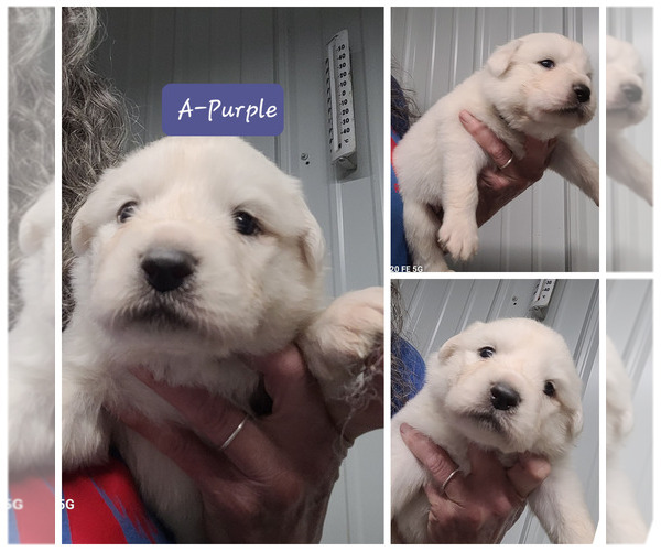 Medium Photo #12 Great Pyrenees Puppy For Sale in SCOTTSVILLE, KY, USA