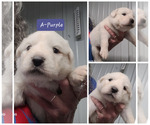 Small Photo #12 Great Pyrenees Puppy For Sale in SCOTTSVILLE, KY, USA