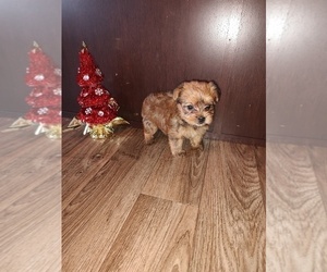 Yorkshire Terrier Puppy for sale in LAPEER, MI, USA