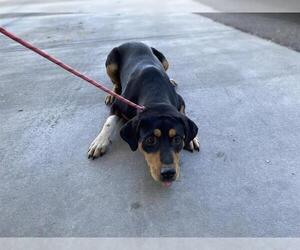 Rottweiler-Unknown Mix Dogs for adoption in Modesto, CA, USA
