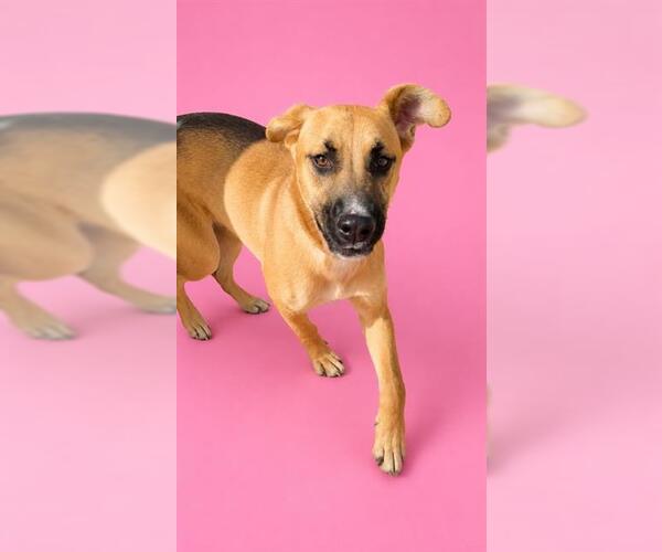 Medium Photo #2 Black Mouth Cur-Unknown Mix Puppy For Sale in HESPERIA, CA, USA