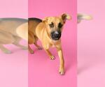 Small Photo #2 Black Mouth Cur-Unknown Mix Puppy For Sale in HESPERIA, CA, USA
