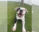 Small #22 American Bulldog
