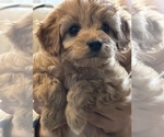 Small #1 Cavapoo (Miniature)