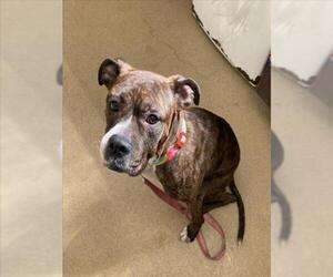 Boxer-Unknown Mix Dogs for adoption in Derwood, MD, USA