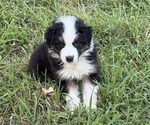 Small Australian Shepherd