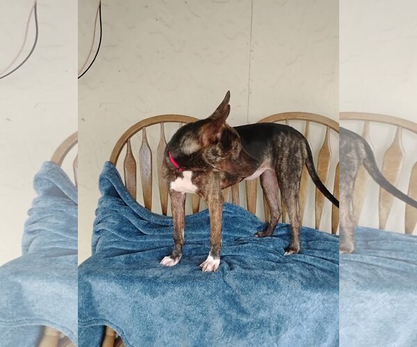 Medium Photo #3 Mutt Puppy For Sale in Minneapolis, MN, USA