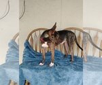 Small #2 Mutt