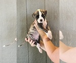 Puppy Puppy 1 American Bulldog