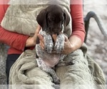 Small #1 German Shorthaired Pointer-German Wirehaired Pointer Mix