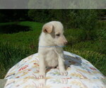 Small #2 German Shepherd Dog