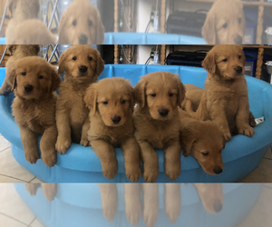 Golden Retriever Puppy for sale in SANTA ANA, CA, USA