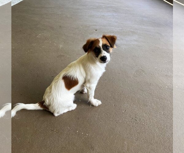 Medium Photo #3 Papshund Puppy For Sale in Palatka, FL, USA