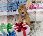 Small Photo #7 Goldendoodle Puppy For Sale in ADELANTO, CA, USA