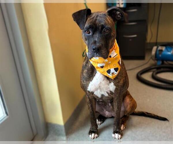 Medium Photo #3 Boxer Puppy For Sale in Orange, CA, USA